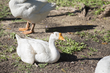 Goose sit in the sunshine.の写真素材