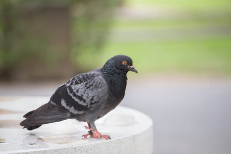 Pigeon leg hurt on the marble table.の写真素材
