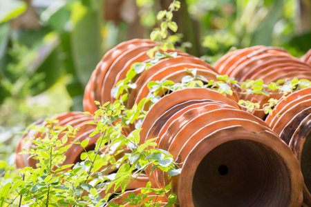 A lot of pottery outdoor in the sunshine.
