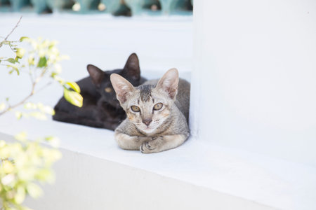 Two cat relaxing on white wall and looking something.