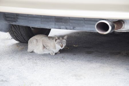 Cat under a car on the street.の写真素材