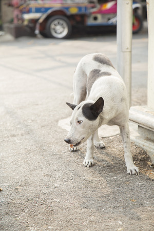 Stray dog eating food in the sunshine.の写真素材