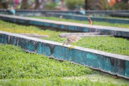 Bird on the wall at the parkの写真素材