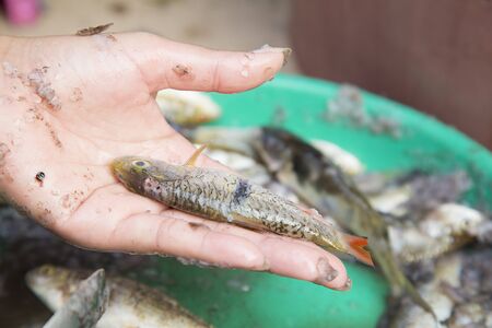Carp fish on woman hand holding and green trayの写真素材