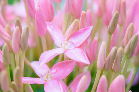 Pink ixora flower with water drop