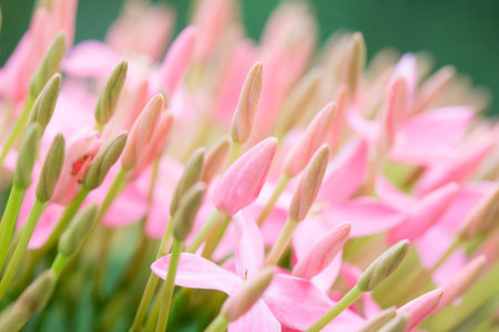 Pink ixora flower with selective focus