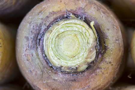 Close up fresh carrot with selective focusの写真素材
