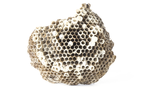 Dried old honeycomb isolated on white backgroundの写真素材