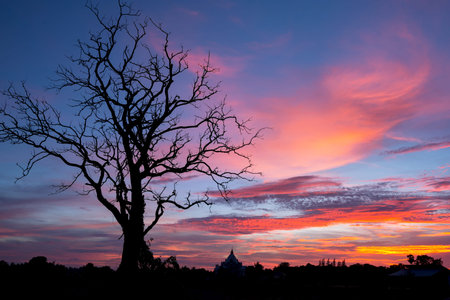 Sun set behind an Thailand gum tree