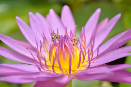 Close up of purple lotus and beeの写真素材