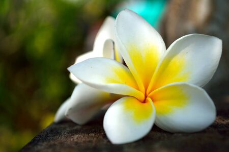 Frangipani flower on wood , Background blurの写真素材