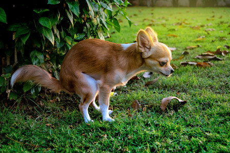 Chihuahua dog feces on the grass in the gardenの写真素材
