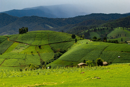 Rice northern Thailandの写真素材