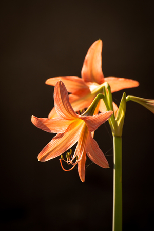 Hippeastrum johnsonii Buryの写真素材