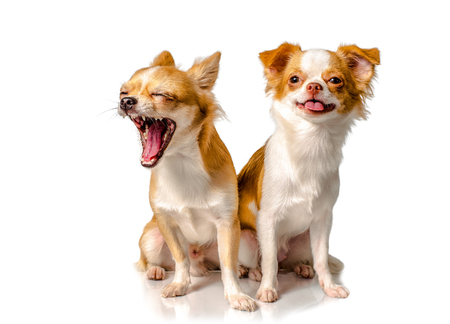 Two Chihuahua brown dog with white backgroundの写真素材