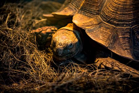 Tortoise in the Zoo Location Bangkok Thailand, Close Up の写真素材