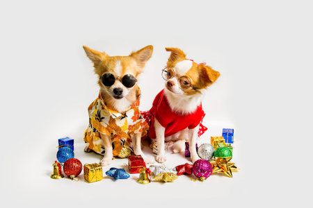 Chihuahua dog wearing a dress in a festive atmosphere on a white background.の写真素材
