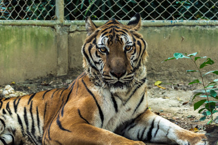 Bengal Tige In the cage