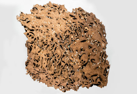Termite nests on white