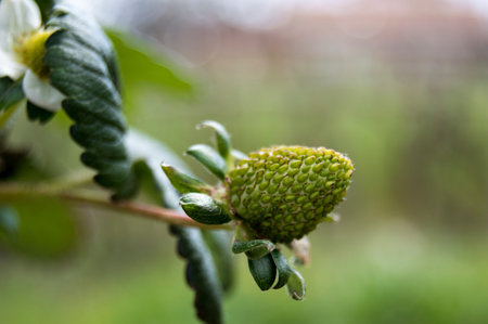 green strawberryの写真素材