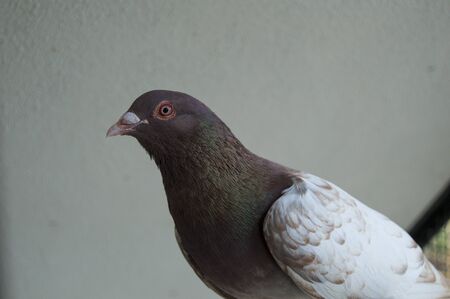 pigeonの写真素材