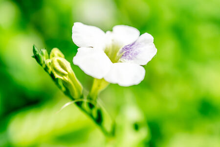 Beautiful White flower Blooming with green nature background colorfulの写真素材