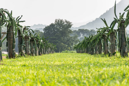 a field with fruit bushes Hylocereus on a background of skyの写真素材