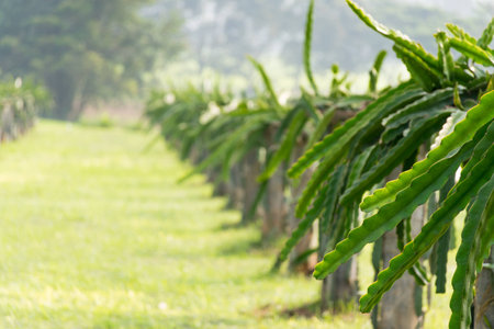 road and a field with fruit bushes Hylocereus on a background of skyの写真素材
