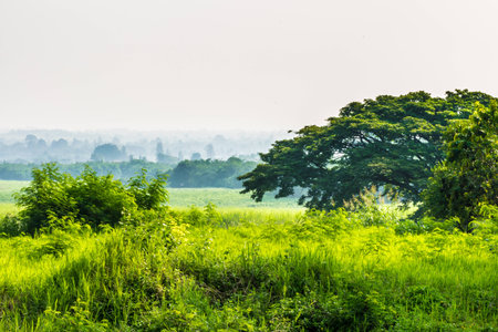 Foggy morning Landscape with field and mountains sky background Fogの写真素材