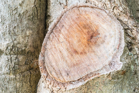 tree stump on the nature background nature forest