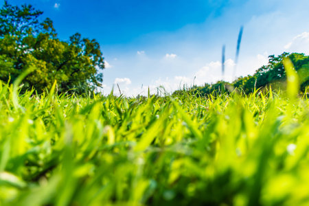 beautiful park grasses over blue skyの写真素材