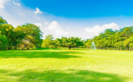 beautiful park trees over blue skyの写真素材
