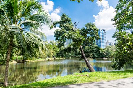 beautiful park trees over blue sky. formal gardenの写真素材