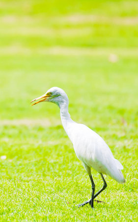 White egret walking in the park nature backgroundの写真素材
