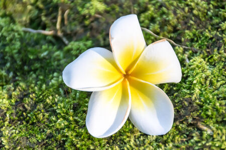 Plumeria flower on green moss background close upの写真素材