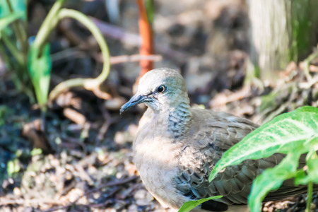 White pigeons in the park nature backgroundの写真素材