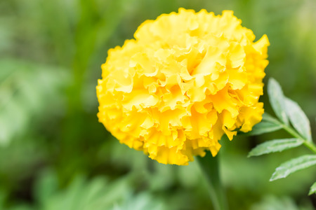 Marigold flower blossom beautiful backgroundの写真素材