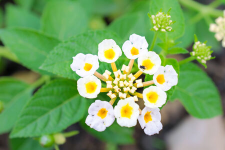 Flowers background. beautiful flowers made with color filters.の写真素材