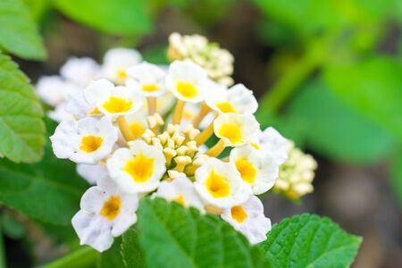 Flowers background. beautiful flowers made with color filters.の写真素材