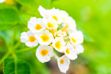 Flowers background. beautiful flowers made with color filters.の写真素材