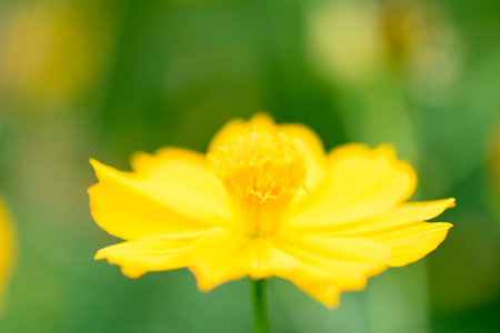 Flowers background. beautiful flowers made with color filters.の写真素材