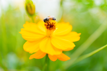 Flowers background. beautiful flowers made with color filters.の写真素材