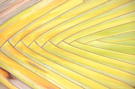 Banana treeの写真素材