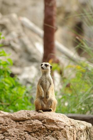 Meerkat position standing watchful guardの写真素材