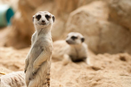 Meerkat position standing watchful guardの写真素材