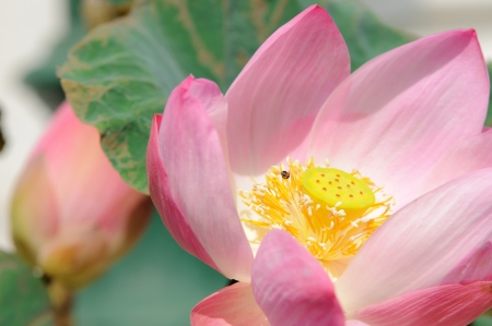 Close up a pink lotus flower blossom の写真素材