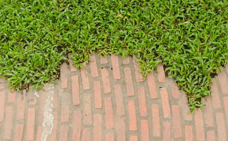 Garden stone path with grass growing up between and around stones, Brick Sidewalkの写真素材