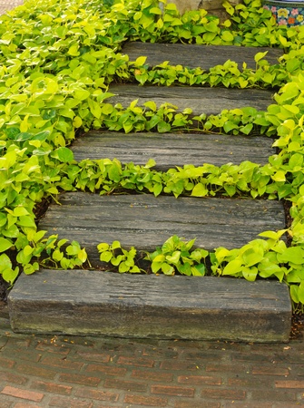 Step up in the garden with leaves aroundの写真素材