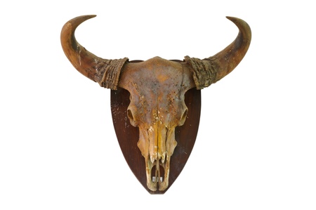 Cow skull on white wallの写真素材