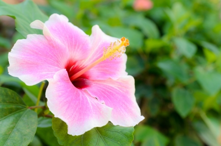 Beautiful Pink Hibiscus flower in the gardenの写真素材